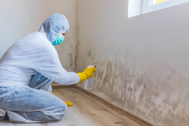 Licensed Mold Inspection service in Oxford, PA - WQB Mold Removal